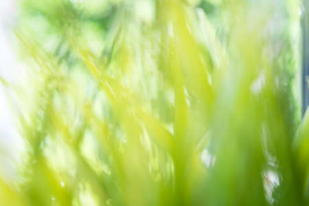 Blur of fresh green grass in sunshine. green concept.の写真素材