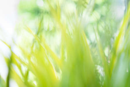Blur of fresh green grass in sunshine. Natural concept.の写真素材