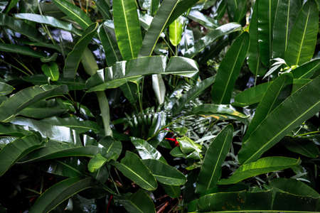 Real tropical green leave in the forest. Natural background concept.の写真素材