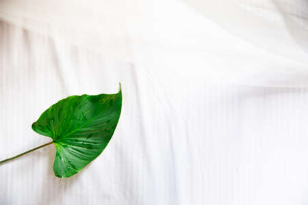 Tropical palm leaf isolated on white copy space. View from above. Background concept.