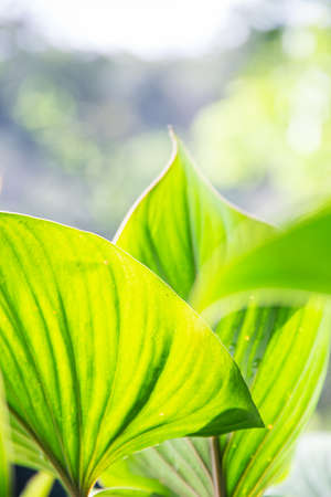 Real tropical green leave texture in a rain forest.の写真素材