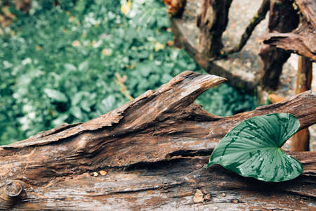 Green palm leaf on the wood log natural background with copy space.の写真素材