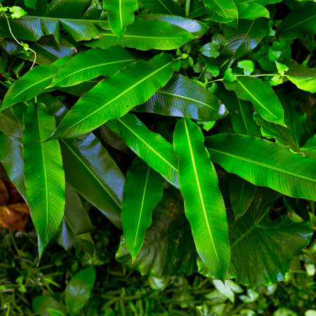 Fresh green leaves in a dark tone. Fern leaves in the tropical garden. Natural tropical texture background and exotic style wallpaper.の写真素材