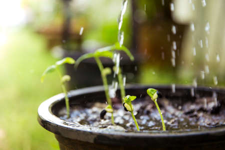 Pouring water to a young bean plant from a watering can.の写真素材