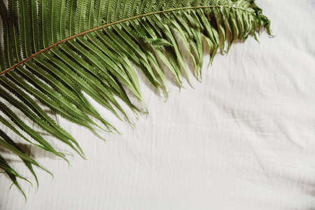 Tropical fern leaf Background concept. leaf isolated on white copy space. View from above. Background concept.の写真素材