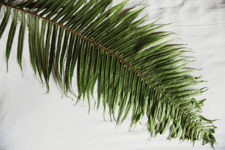 Tropical fern leaf Background concept. leaf isolated on white copy space. View from above. Background concept.の写真素材