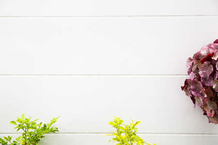 Workspace, Planting spring flowers. Garden tools, Hyacinth and plants in hanging pots on the white wall background. Gardening decoration.の写真素材