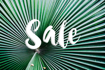 Blur of Top view Tropical forest with Sale text and travel adventure concept. Close up tropical nature green leaf caladium texture background. Vintage tone filter color style.の写真素材