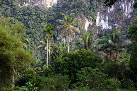 Coconut trees against green surroundings with mountain background.の写真素材