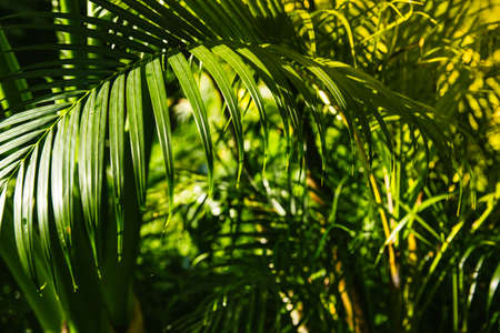 Real tropical green leave in the forest. Natural background concept.の写真素材