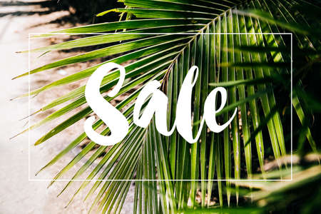 Blur of Tropical forest with Sale text and travel adventure concept. Close up tropical nature green leaf caladium texture background. Vintage tone filter color style.の写真素材