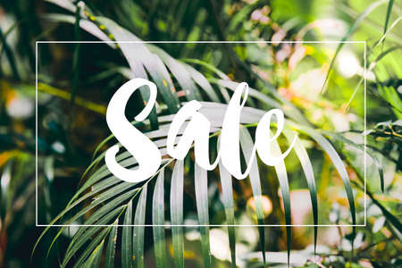 Nature summer forest plant with Sale text concept. Tropical green palm leaves on dark background,  jungle leaf close upの写真素材