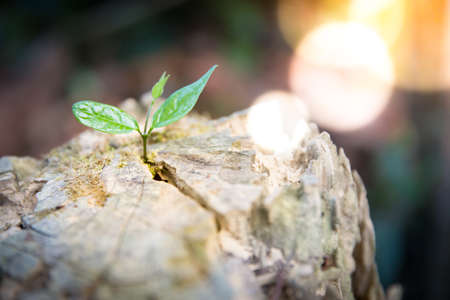 A little green young plant growing in the log wood.の写真素材