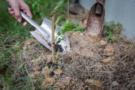 A female gardener holding a gardening tool with a soil to grow the young plant.の写真素材