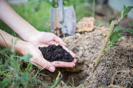 Hands holding soil in agricultural field. Putting furtilize black soil to grow the young plant. Agriculture concept.の写真素材