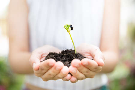 A hand of female farmer carrying a young plant in soil for planting. Ecology concept. White copy space and background concept.の写真素材