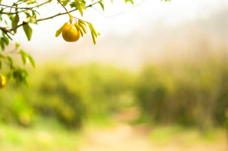 mandarin fruits on a tree, background. Orange tree in the orange grove, selective focusの写真素材