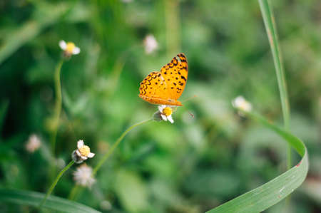 Butterfly seating on white wild spring flower in the rainy season. Selective focus.