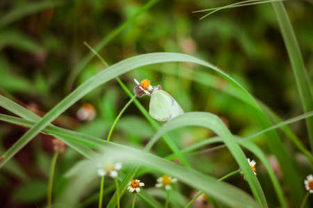 Butterfly seating on white wild spring flower in the rainy season. Selective focus.の写真素材