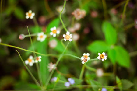 A little flower in forest. Flowers grow in the rainy season. Selective focus.の写真素材