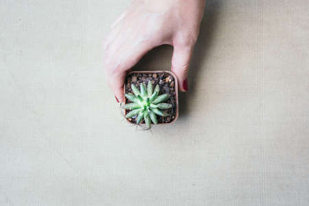 Flat lay of female hand holding a small catus on the clean vintage canvas.の写真素材