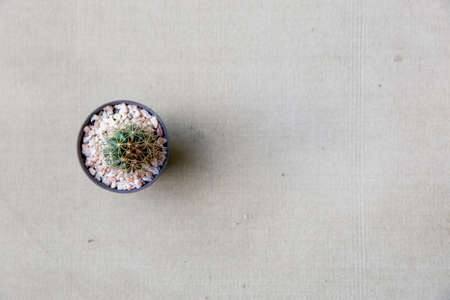 Top view of beautiful small cactus isolated with vintage background.の写真素材