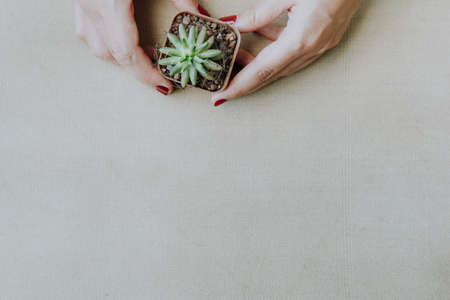 Flat lay of female hand holding a small catus on the clean vintage canvas.の写真素材
