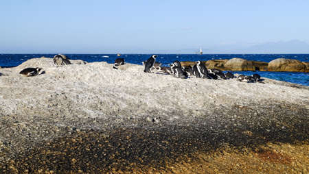 African Penguins standing on the rock at Boulders Beach, Table Mountain National Parkの写真素材