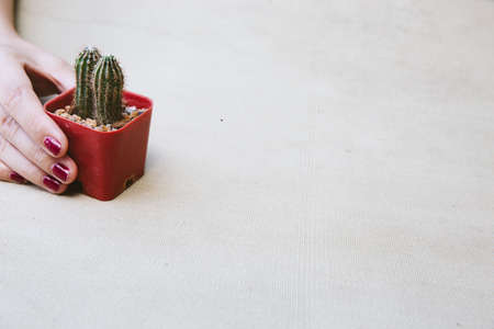 Flat lay of female hand holding a small catus on the clean vintage canvas.の写真素材