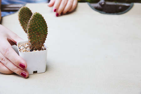 Flat lay of female hand holding a small catus on the clean vintage canvas.の写真素材