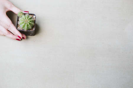 Flat lay of female hand holding a small catus on the clean vintage canvas.の写真素材