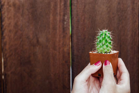 Female hand holding a small cactus isolated wooden background.  Copy space for text or product presentation.の写真素材