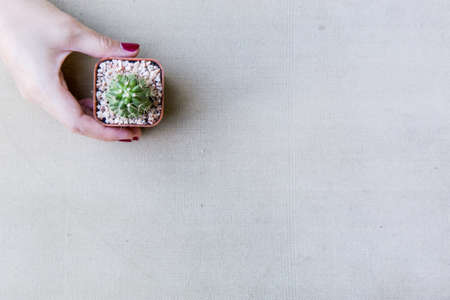 Flat lay of female hand holding a small catus on the clean vintage canvas.の写真素材