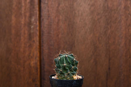 An outstanding small cactus isolated wooden background.  Copy space for text or product...