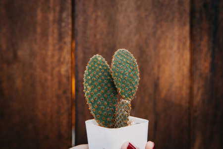 Female hand holding a small cactus on wooden baground.  Copy space for text or product presentation.の写真素材