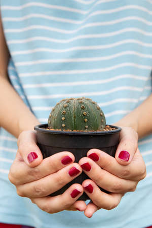 Close up of female hands holding a small cactus in the garden.の写真素材