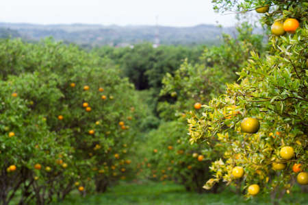 Blur of orange farm or garden in the morning. Summer background. Lemon gardenの写真素材