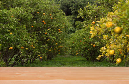 Wood table top with blur of orange garden in the morning.For montage product display.の写真素材