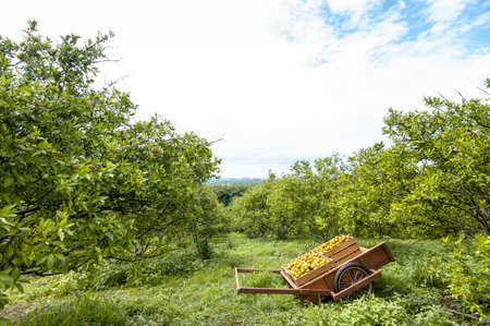 Wooden box of fresh orange fruits on the cart in the orange farm or garden in the morning. Summer background. Lemon gardenの写真素材