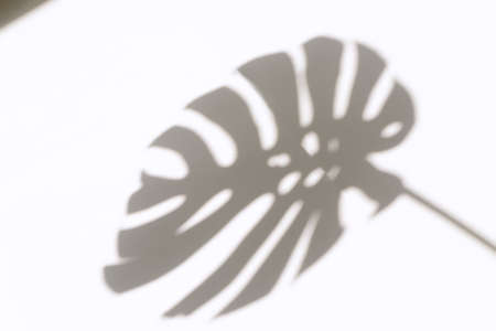 Monstera leaf shadow overlay on white wall background. Shadow of tropical leaves on the white wall. Big tropical plants, vines monstera.の写真素材