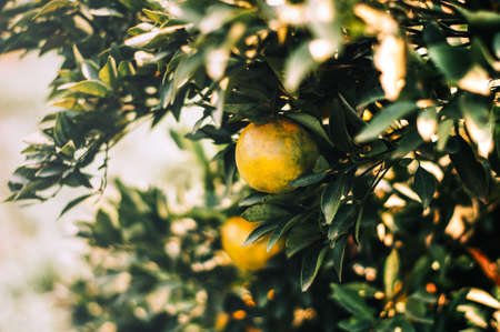 Close up single orange in orange farm under orange tree with warm sunshine.の写真素材