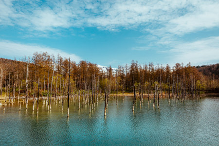 Vibrant Blue Pond in Autumn Forest, Hokkaido, Japan - Sky & Cloud Reflectionの写真素材