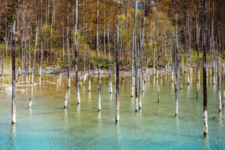 Vibrant Blue Pond in Autumn Forest, Hokkaido, Japan - Sky & Cloud Reflectionの写真素材