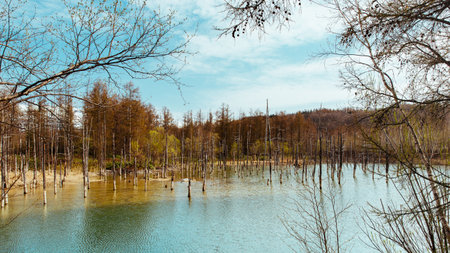 Vibrant Blue Pond in Autumn Forest, Hokkaido, Japan - Sky & Cloud Reflectionの写真素材