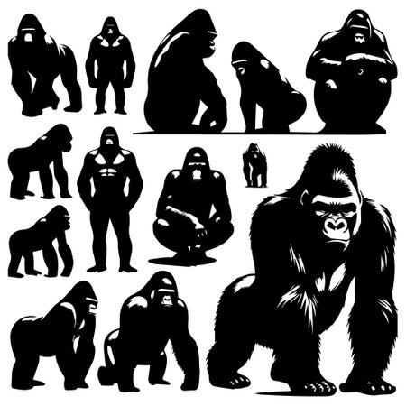 Gorilla - gorilla in different poses and attitudes. Vector illustration.のイラスト素材