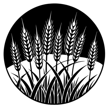 Ears of wheat on a black and white background. Vector illustrationのイラスト素材