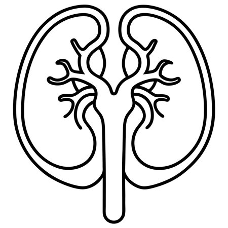 Human kidney icon. Outline illustration of human kidney vector icon for webのイラスト素材
