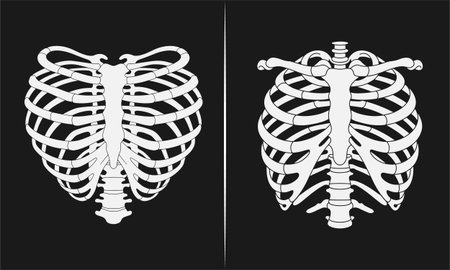 This detailed t-shirt design features the front and back views of a human ribcage and spine, providing an intricate anatomical representation. Perfect for medical professionals, anatomy students, or anyone fascinated by human skeletal structure and anatomy.のイラスト素材