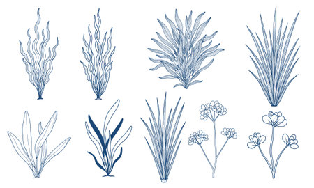 Set of hand drawn seaweeds. Vector illustration for your design.のイラスト素材