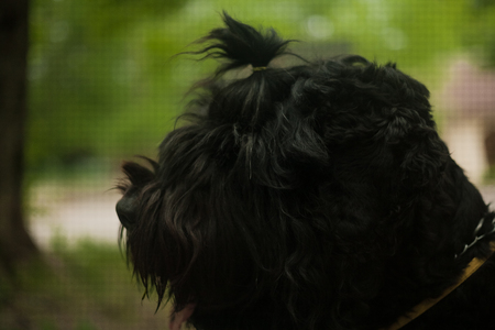 large furry black dog with pony-tail hair in the park, close up portrait